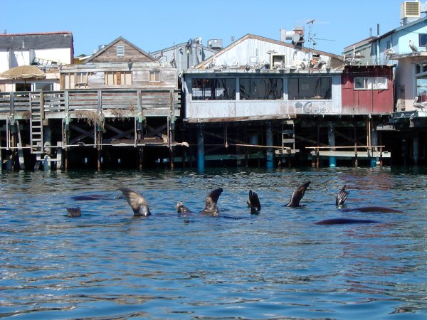 Farewell Waves from the Sea Lions